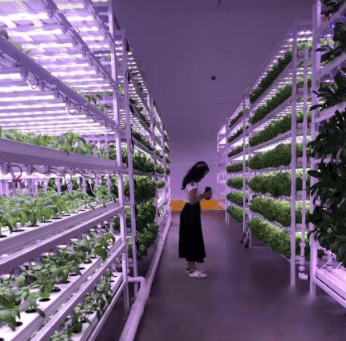 Oasis Greens brings hydroponic produce to your home