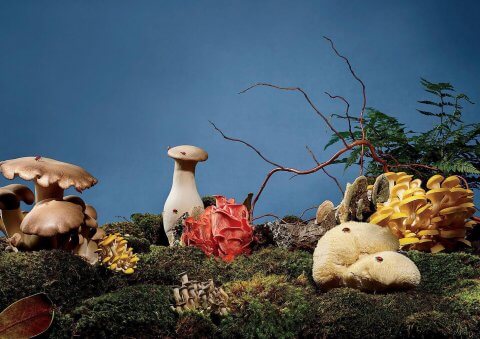 INKED launches Mushroom Mania