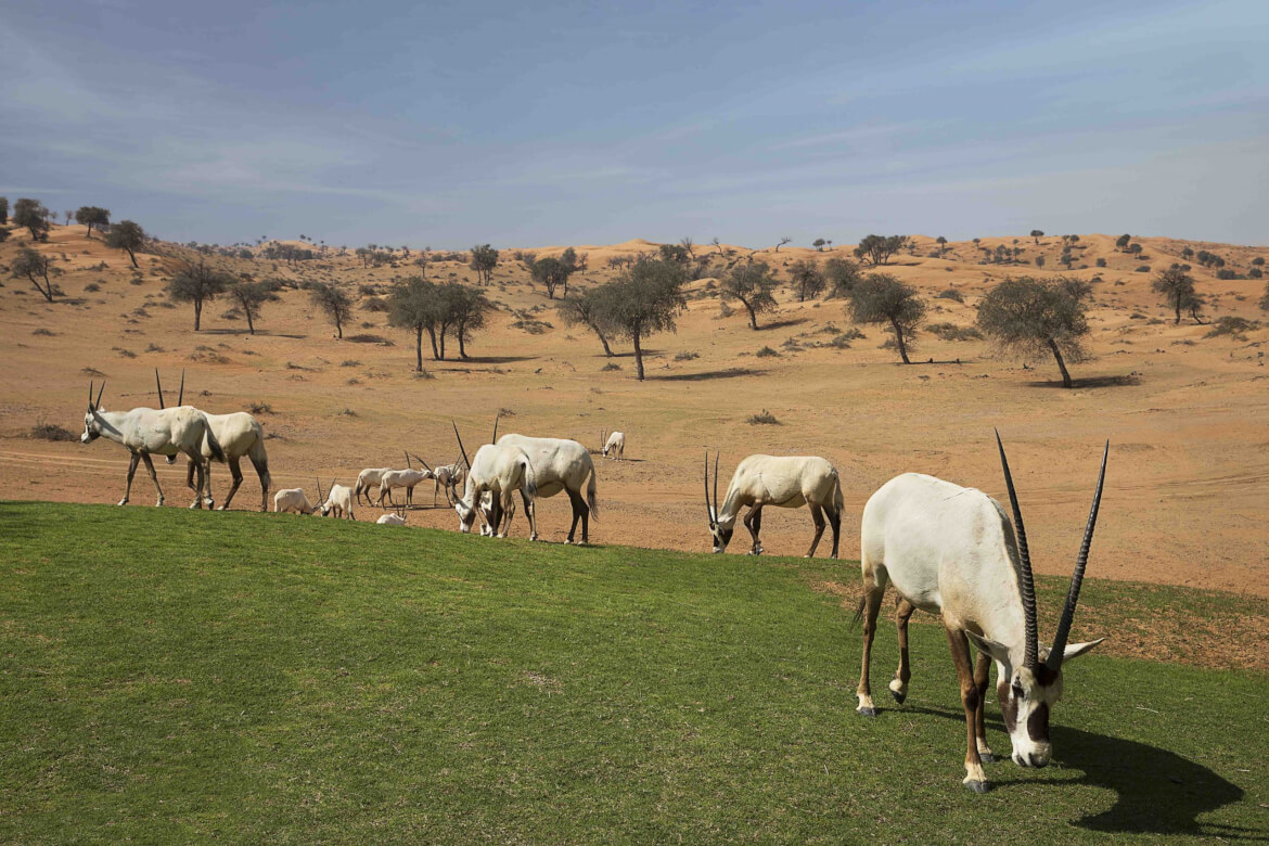 The Ritz Carlton Al Wadi Desert