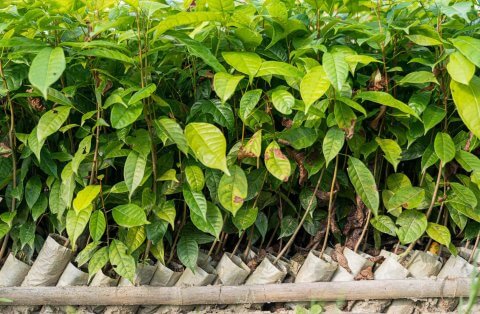 Plant a tree and help a life