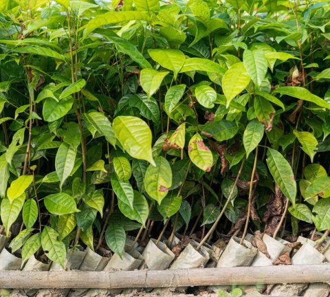 Plant a tree and help a life