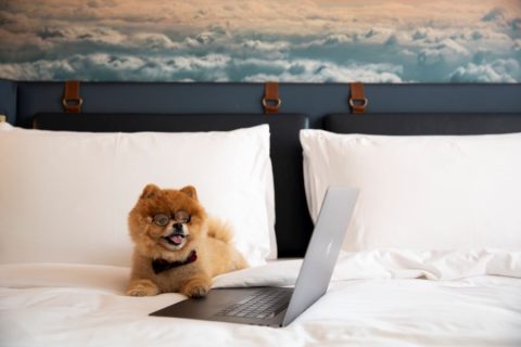 Take your pet on a pawcation at Hotel Indigo Dubai Downtown