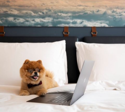 Take your pet on a pawcation at Hotel Indigo Dubai Downtown