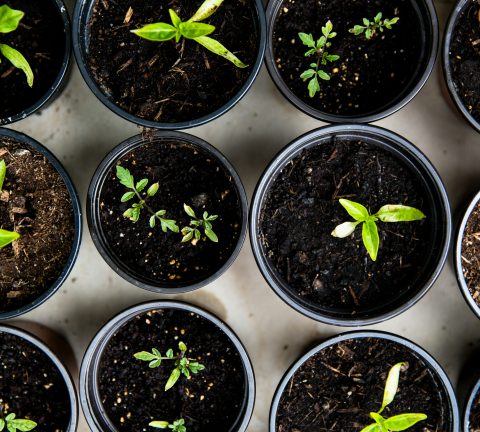 A guide to growing fruits and vegetables in the UAE