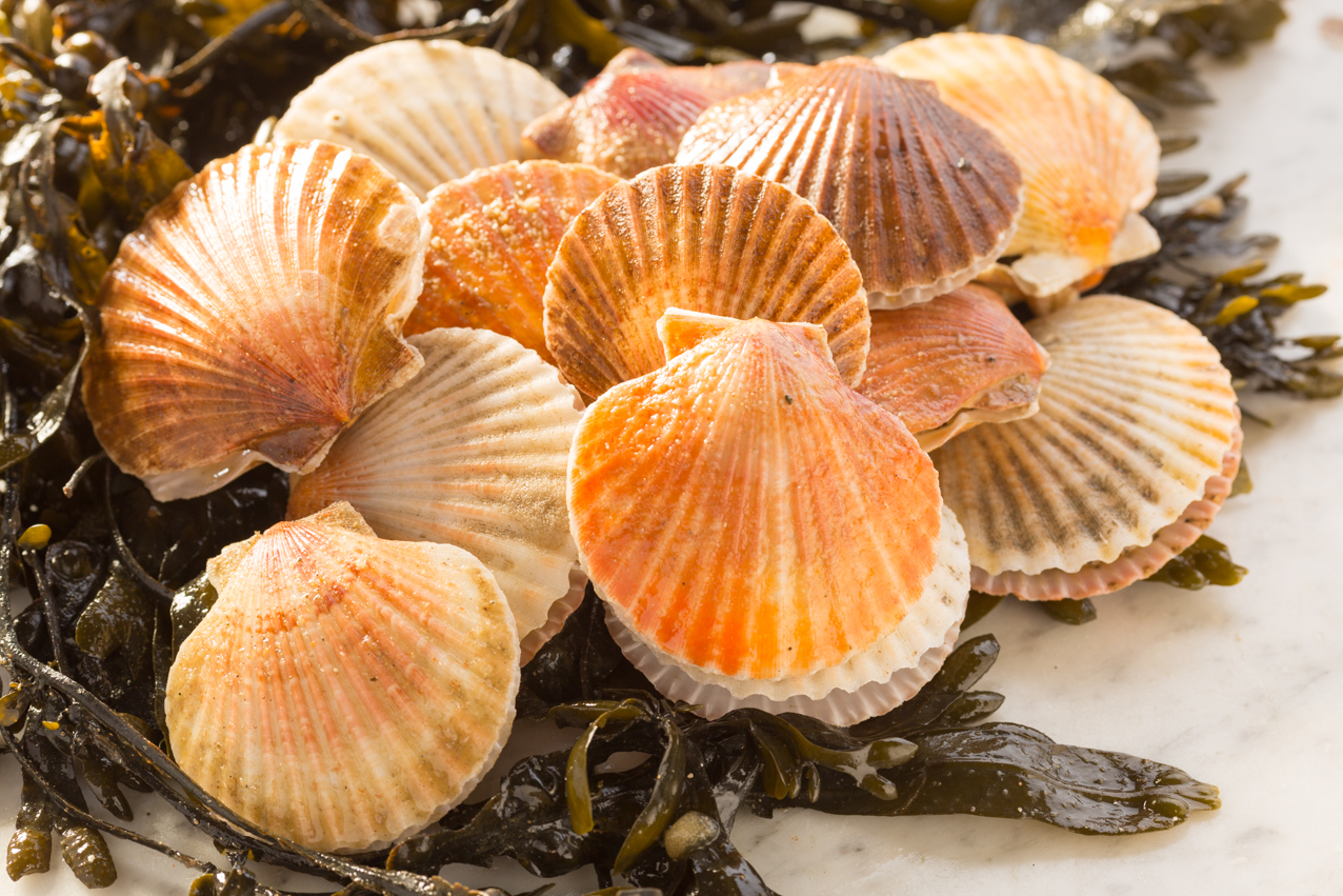 Producto - Ocean Bay Seafoods Ltd 2