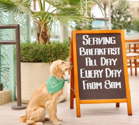 MYAMI debuts pet-friendly breakfast with a special menu for your furry friends