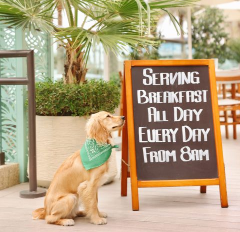 MYAMI debuts pet-friendly breakfast with a special menu for your furry friends